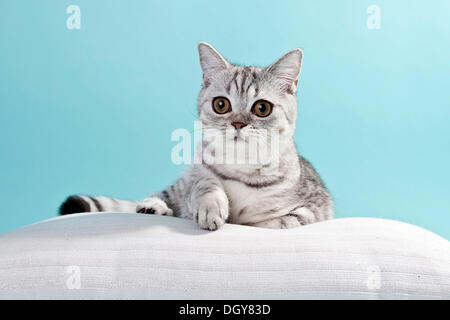 Silver-tabby British Shorthair cat sitting on a pillow Stock Photo