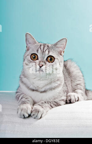 Silver-tabby British Shorthair cat lying on a pillow Stock Photo