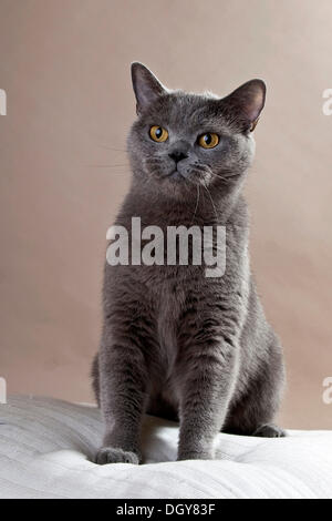 Blue British Shorthair cat, sitting