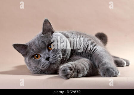 Blue British Shorthair cat lying on the floor Stock Photo