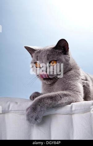 Blue British Shorthair cat licking its nose Stock Photo