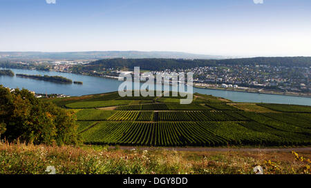 View from the Niederwalddenkmal monument, Ruedesheim, over vineyards and the Rhine to Bingen, Rhine, Rhineland-Palatinate Stock Photo