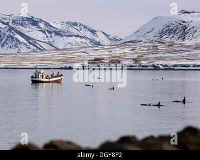 Orcas (Orcinus orca), off the coast, killer whales, Orford River ...