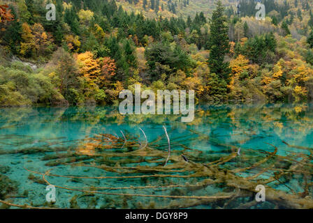 Autumn mood at the turquoise Five Colour Lake with dead trees, Jiuzhai Valley, Jiuzhaiguo National Park, Sichuan, China, Asia Stock Photo