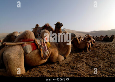 Camels waiting for the next camel caravan with tourists in front of the sand dunes of the Gobi Desert and Mount Mingshan near Stock Photo