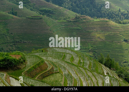 The world-famous rice terraces of Longji 'Backbone of the Dragon' or 'Vertebra of the Dragon' for paddy cultivation, Dazhai Stock Photo