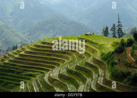 The world-famous rice terraces of Longji 'Backbone of the Dragon' or 'Vertebra of the Dragon' for paddy cultivation, Dazhai Stock Photo