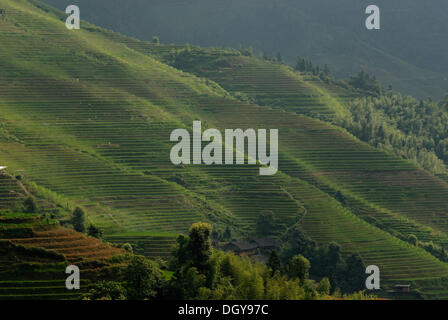 The world-famous rice terraces of Longji 'Backbone of the Dragon' or 'Vertebra of the Dragon' for paddy cultivation, Dazhai Stock Photo