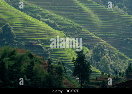 The world-famous rice terraces of Longji 'Backbone of the Dragon' or 'Vertebra of the Dragon' for paddy cultivation, Dazhai Stock Photo