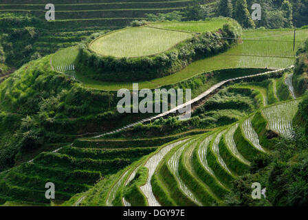 The world-famous rice terraces of Longji 'Backbone of the Dragon' or 'Vertebra of the Dragon' for paddy cultivation, Dazhai Stock Photo