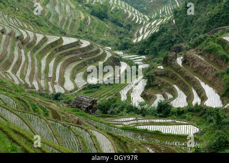 World-famous rice terraces of Longji 'Backbone of the Dragon' or 'Vertebra of the Dragon' for paddy cultivation, Dazhai, Ping'an Stock Photo