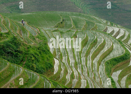 World-famous rice terraces of Longji 'Backbone of the Dragon' or 'Vertebra of the Dragon' for paddy cultivation, Dazhai, Ping'an Stock Photo