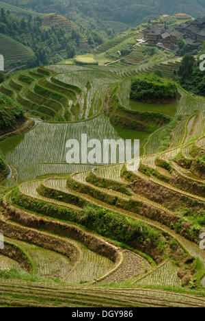 World-famous rice terraces of Longji 'Backbone of the Dragon' or 'Vertebra of the Dragon' for paddy cultivation, Dazhai, Ping'an Stock Photo