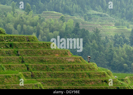 World-famous rice terraces of Longji 'backbone of the Dragon' or 'Vertebra of the Dragon' for paddy cultivation, Dazhai, Ping'an Stock Photo