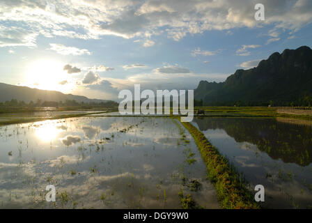 Rice fields just before the planting of wet rice and a water buffalo in Central Laos, Tham Kong Lor, amidst the dense Stock Photo