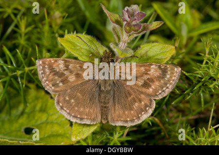 Dingy Skipper butterfly, Erynnis tages tages - second brood on chalk downland, Wilts. Stock Photo