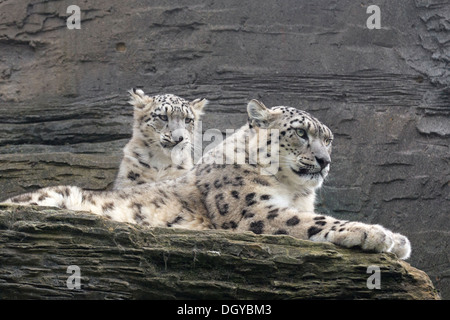 Snow Leopard with her 5 months old cub Stock Photo
