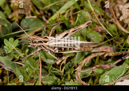 Common Field Grasshopper (Chorthippus brunneus) on short turf, close-up, Dorset, England, UK Stock Photo