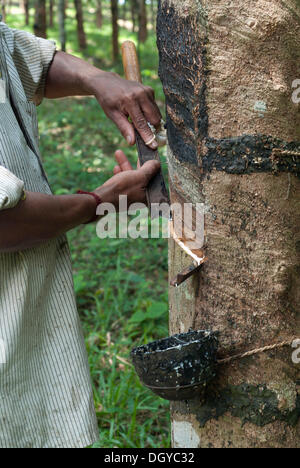 Rubber tree (Hevea brasiliensis), natural rubber plantation in Ponmudi, Western Ghats, Kerala, South India, India, Asia Stock Photo