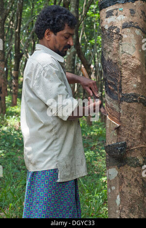 Man scratching rubber tree (Hevea brasiliensis), natural rubber plantation in Ponmudi, Western Ghats, Kerala, South India, India Stock Photo
