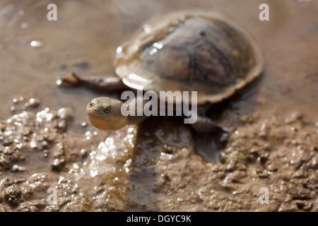 Long-necked turtle in mud at Heathcote, Victoria, Australia Stock Photo