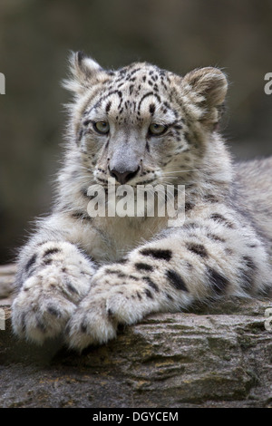 Snow Leopard cub, 6 months old Stock Photo