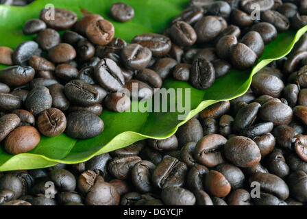 Coffee beans on leaf of the coffee plant, Idukki, Kerala, South India, India Stock Photo