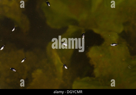 common whirligig beetle (Gyrinus substriatus, Gyrinus natator Stock ...