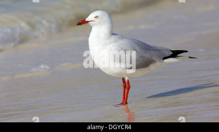 The Silver Gull (Chroicocephalus novaehollandiae) is the most common gull seen in Australia. Stock Photo