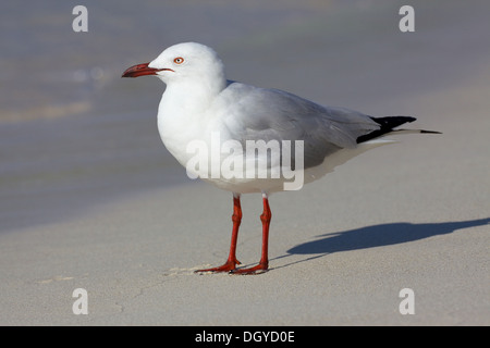 The Silver Gull (Chroicocephalus novaehollandiae) is the most common gull seen in Australia. Stock Photo