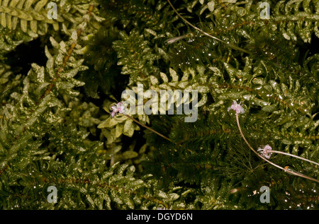 Canadian Waterweed / Canadian Pondweed, Elodea canadensis in flower. Garden pond. Naturalised in UK from North America. Stock Photo