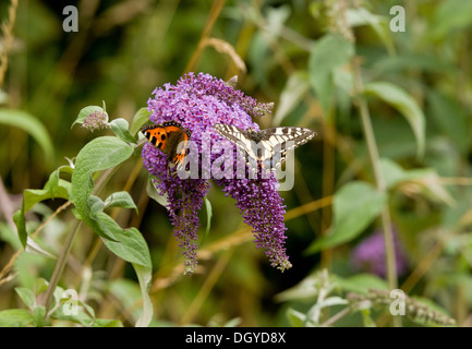 Common Swallowtail butterfly, Papilio machaon ssp britannicus, feeding with small tortoiseshell on Buddleia, Norfolk Stock Photo