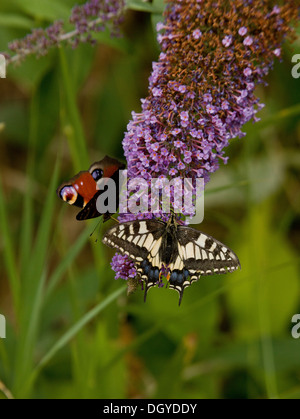 Common Swallowtail butterfly, Papilio machaon ssp britannicus, feeding with Peacock on Buddleia near Hickling, Norfolk. Stock Photo