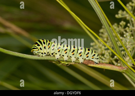 Larva of Common Swallowtail butterfly, Papilio machaon ssp britannicus, on its food-plant Milk-parsley, near Hickling, Norfolk. Stock Photo