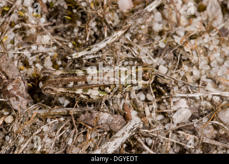Mottled Grasshopper, Myrmeleotettix maculatus - female in sandy heathland habitat, Dorset. Stock Photo