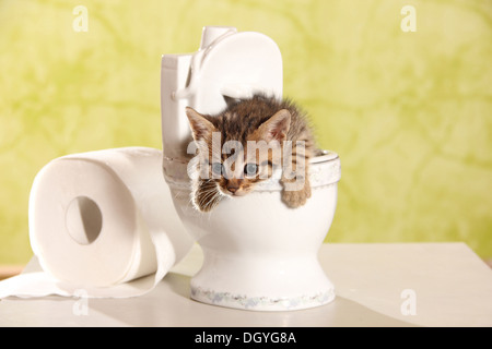 Domestic cat. Kitten in a dolls toilet Stock Photo