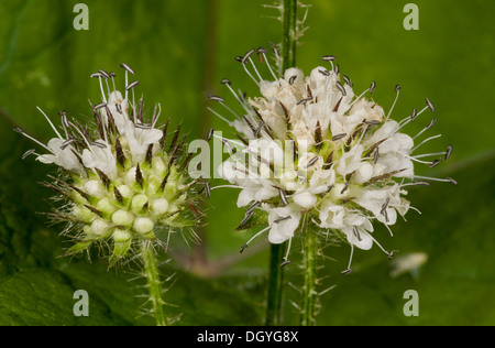 Flower heads of Small Teasel, Dipsacus pilosus, by River Stour, Dorset. Stock Photo