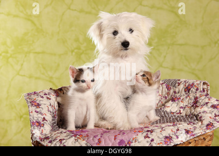 Young Maltese with two kittens sitting on a pet bed Stock Photo