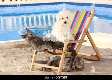 Young Maltese and two cats playing in a dolls deckchair next to a swimming pool Stock Photo