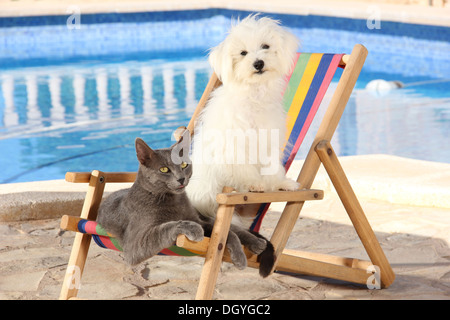 Young Maltese and gray domestic cat in a dolls deckchair next to a swimming pool Stock Photo