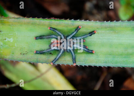 Tarantula (Citharacanthus spinicrus) on a banana leaf, Orinoco Delta National Park, Venezuela, South America Stock Photo