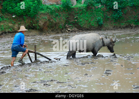 Farmer plowing paddy with water buffalo, Yuanyang, Yunnan, southwest China, Asia Stock Photo