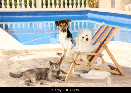 Young Maltese, Jack Russell Terrier and two domestic cats in a dolls deckchair next to a swimming pool Stock Photo
