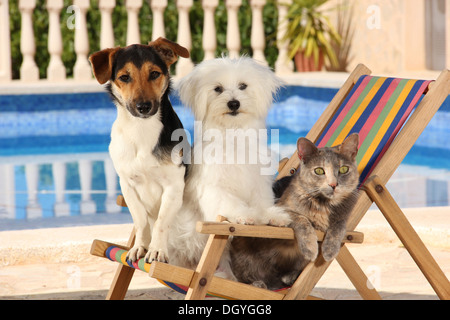 Young Maltese, Jack Russell Terrier and a domestic cat in a dolls deckchair next to a swimming pool Stock Photo