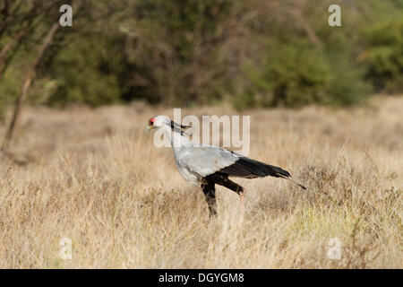 Secretary Bird (Sagittarius serpentarius), near Omorate, Lower Omo Valley, South Ethiopia, Africa Stock Photo