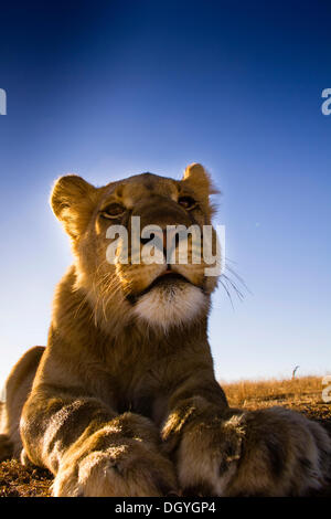 Lion (Panthera leo), Antelope Park, near Gweru, Zimbabwe, Africa Stock Photo