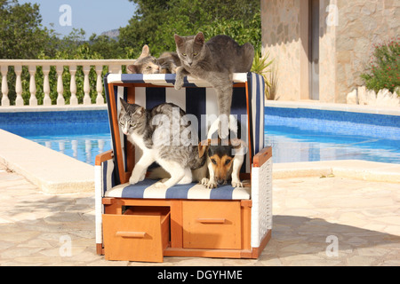 Domestic Cat. Jack Russell Terrier and three adult cats in canopied beach chair on a terrasse Stock Photo