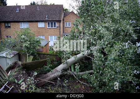 60ft tree misses homes,felled by St Judes Storm,0640 GMT Monday morning whilst most people sleep,UK,England,London,Thamesmead Stock Photo