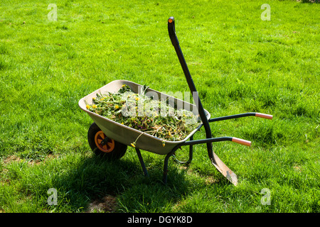 Wheelbarrow filled with weed in garden Stock Photo