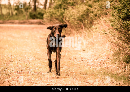 Cute labrador dog running on a meadow Stock Photo